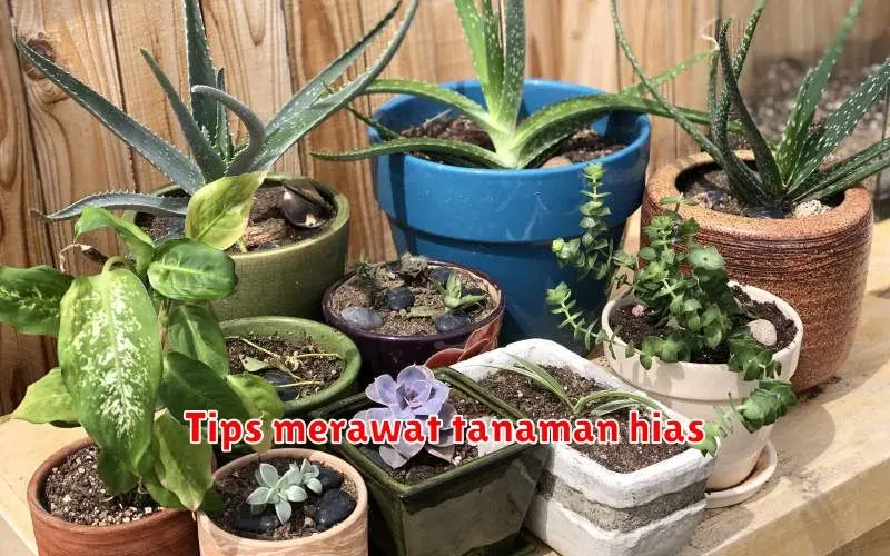 Tips Merawat Tanaman Hias: Panduan Praktis untuk Tanaman Sehat dan Indah