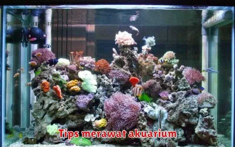Tips Merawat Akuarium: Panduan Lengkap untuk Air Jernih dan Ikan Sehat