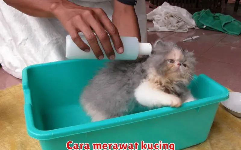 Panduan Lengkap Merawat Kucing: Dari Perawatan Dasar hingga Kesehatan
